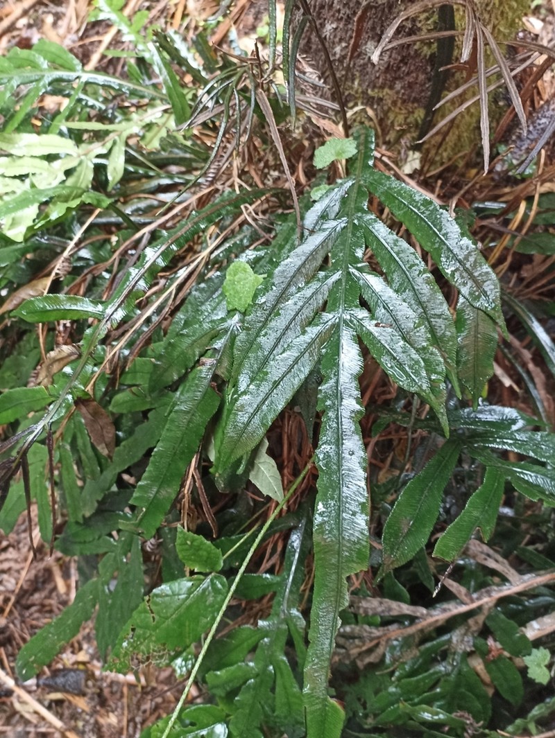Blechnum patersonii photo 3
