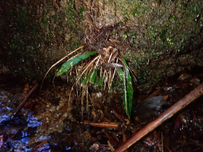 Blechnum patersonii photo 4