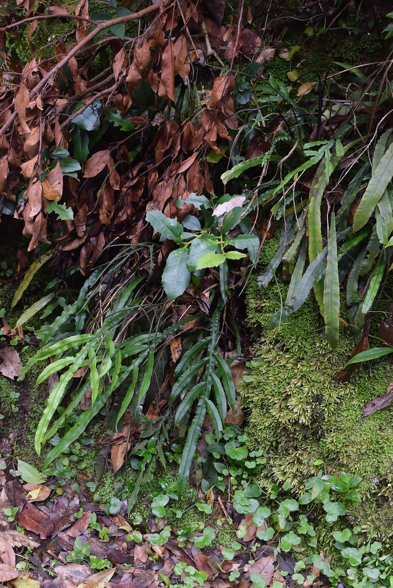 Blechnum patersonii photo 5