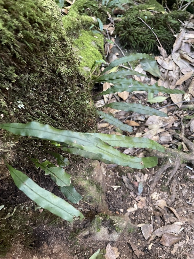 Blechnum patersonii photo 6