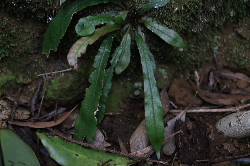 Blechnum patersonii photo 7