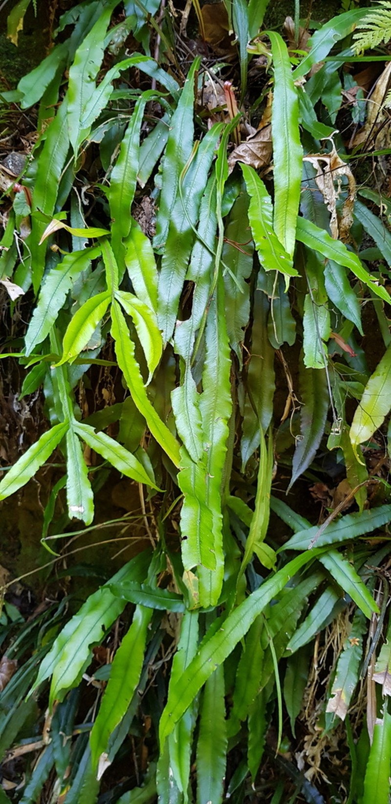 Blechnum patersonii photo 8