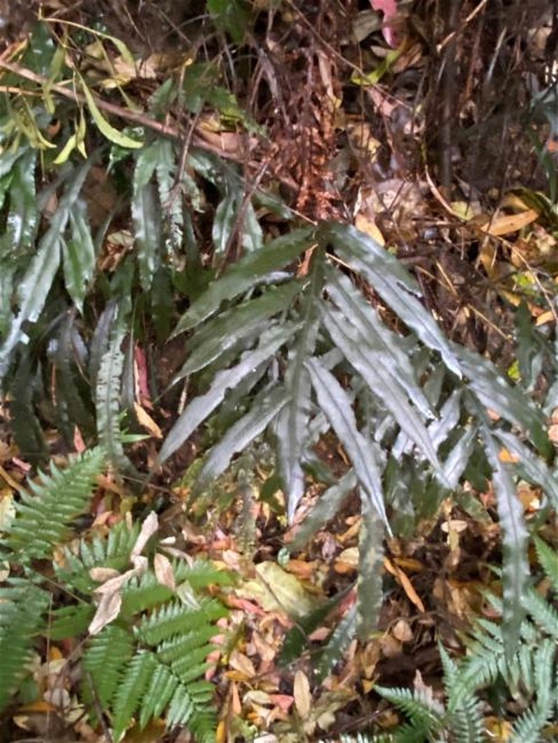 Blechnum patersonii subsp. queenslandicum
