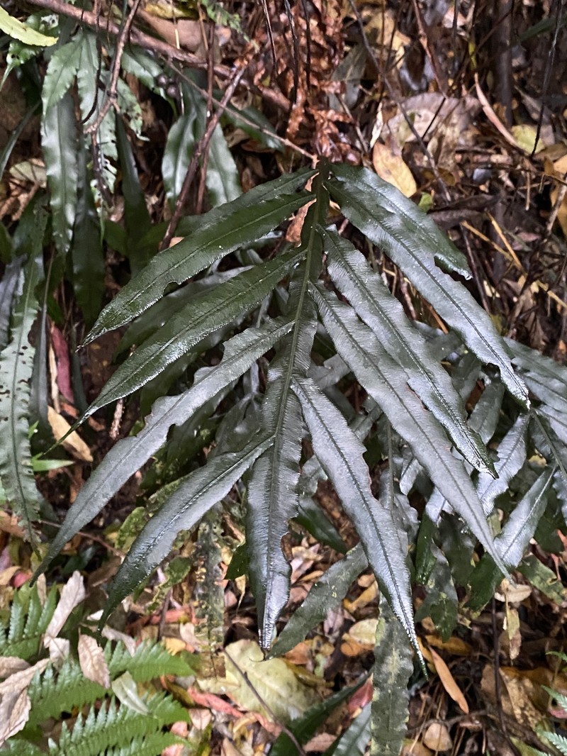 Blechnum patersonii subsp. queenslandicum photo 2