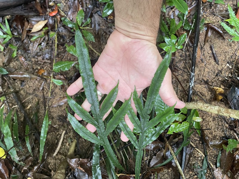 Blechnum patersonii subsp. queenslandicum photo 3