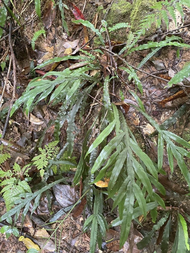 Blechnum patersonii subsp. queenslandicum photo 4