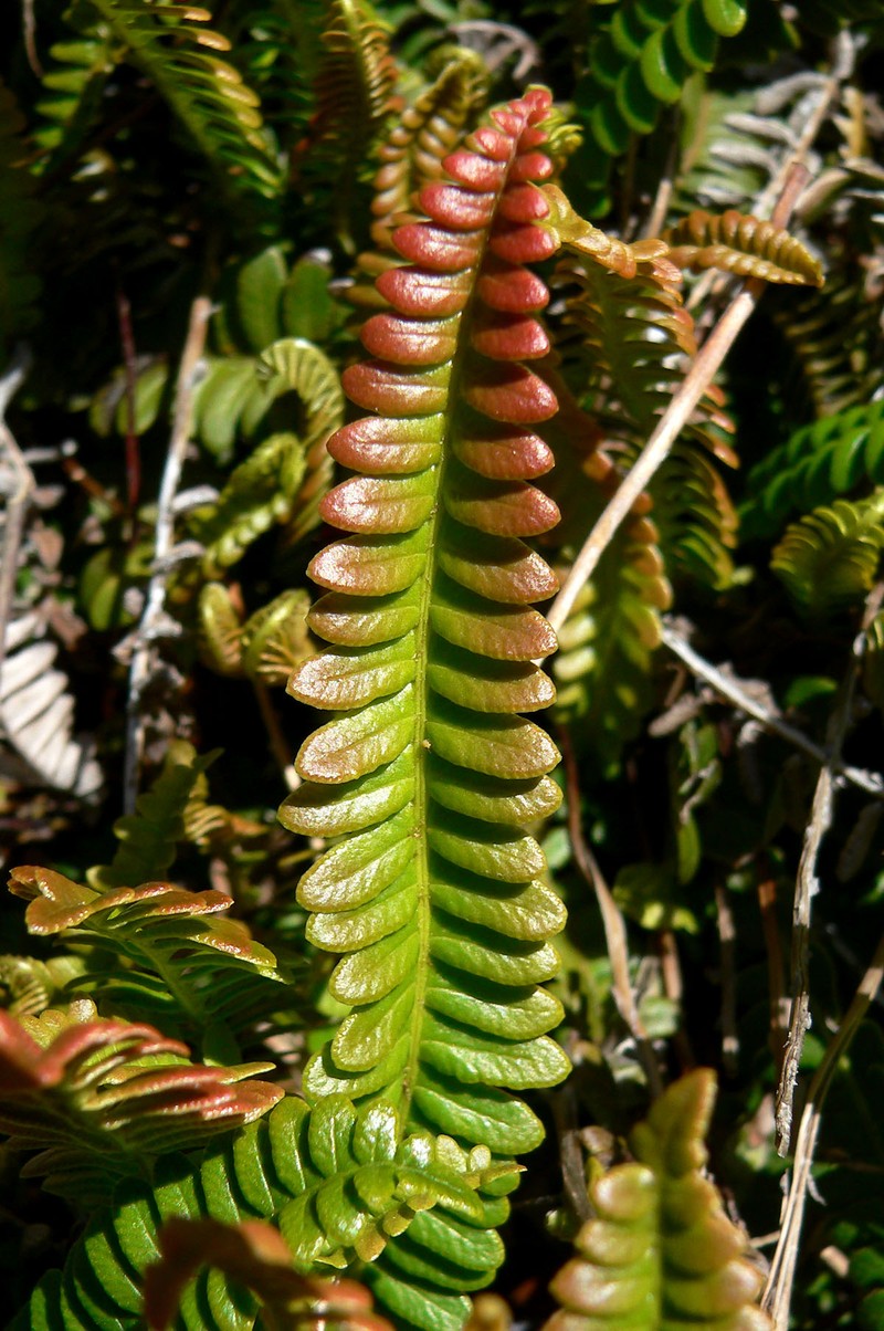 Blechnum penna-marina
