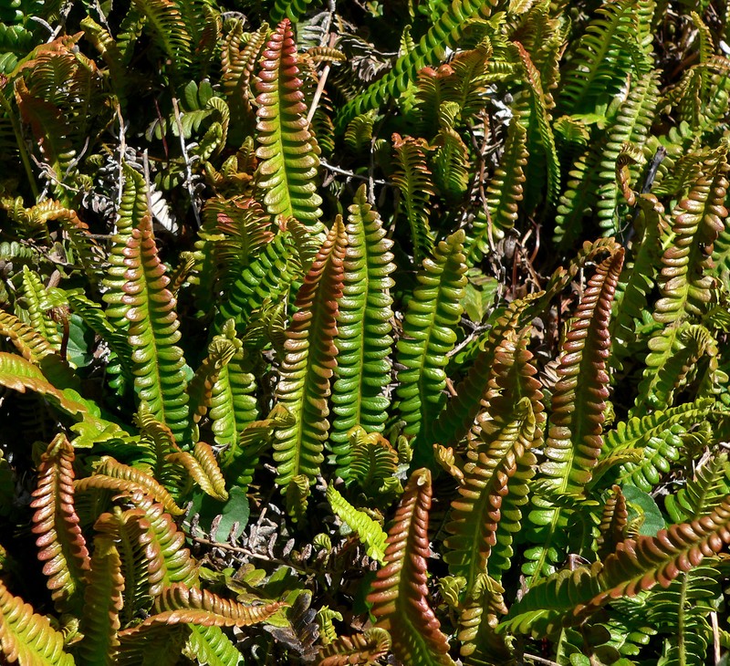Blechnum penna-marina photo 2