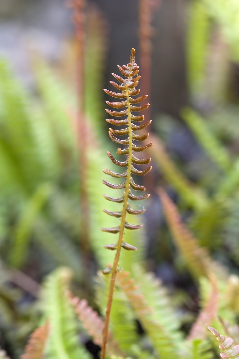 Blechnum penna-marina photo 3