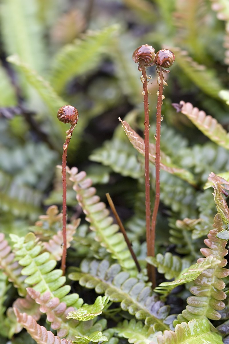 Blechnum penna-marina photo 4