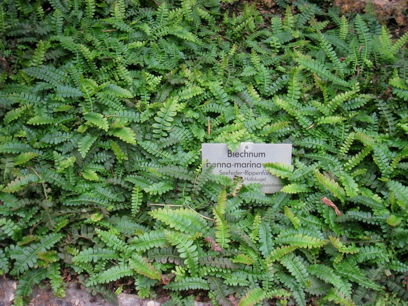 Blechnum penna-marina photo 5
