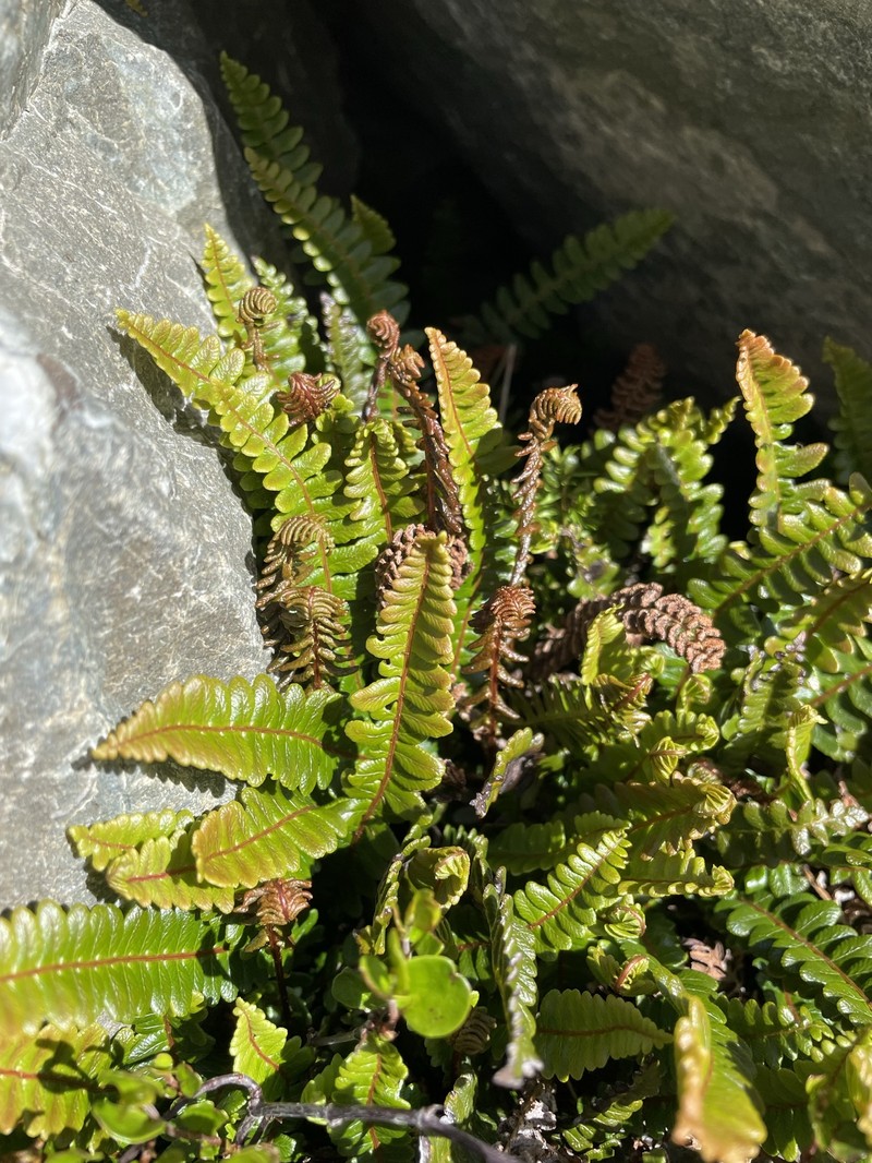 Blechnum penna-marina photo 6