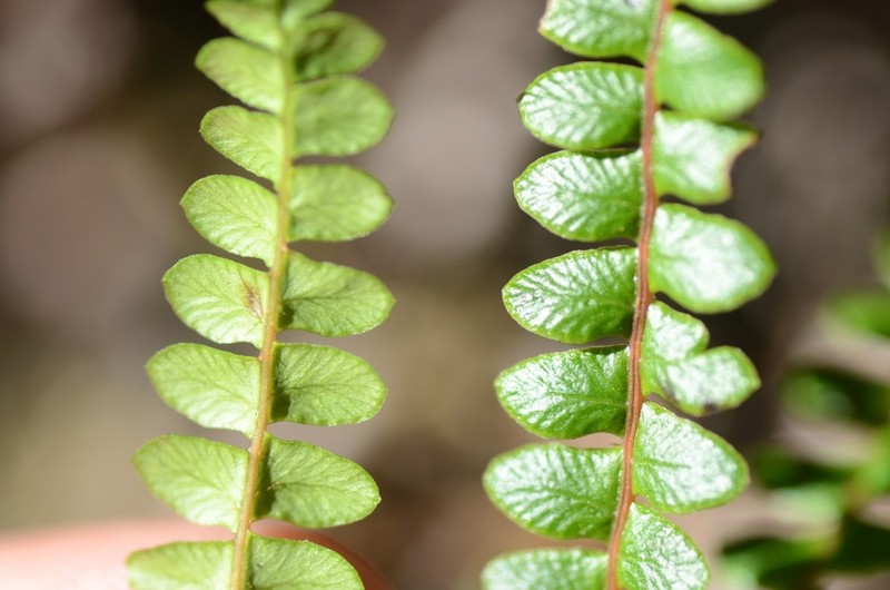 Blechnum penna-marina photo 7