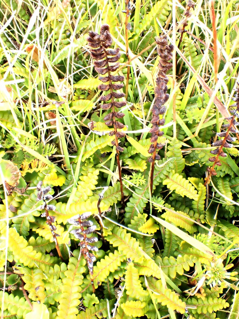 Blechnum penna-marina subsp. alpinum
