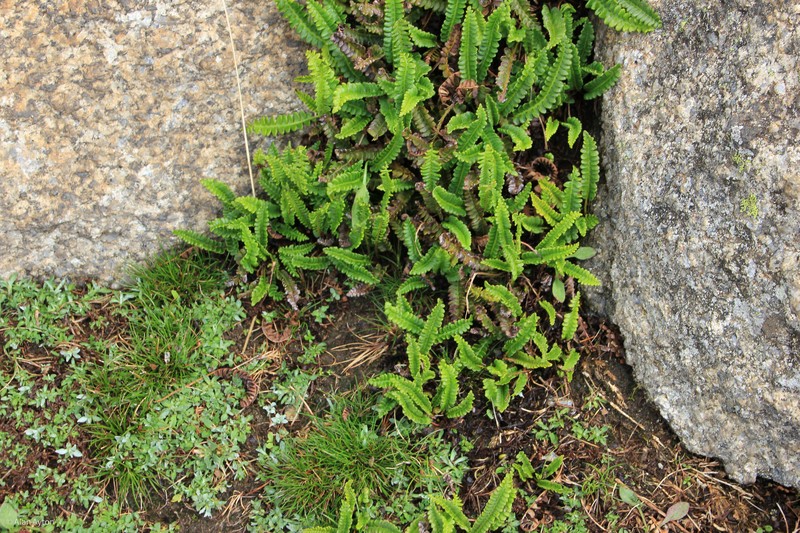Blechnum penna-marina subsp. alpinum photo 2