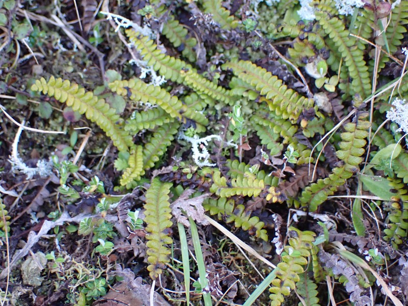 Blechnum penna-marina subsp. alpinum photo 3