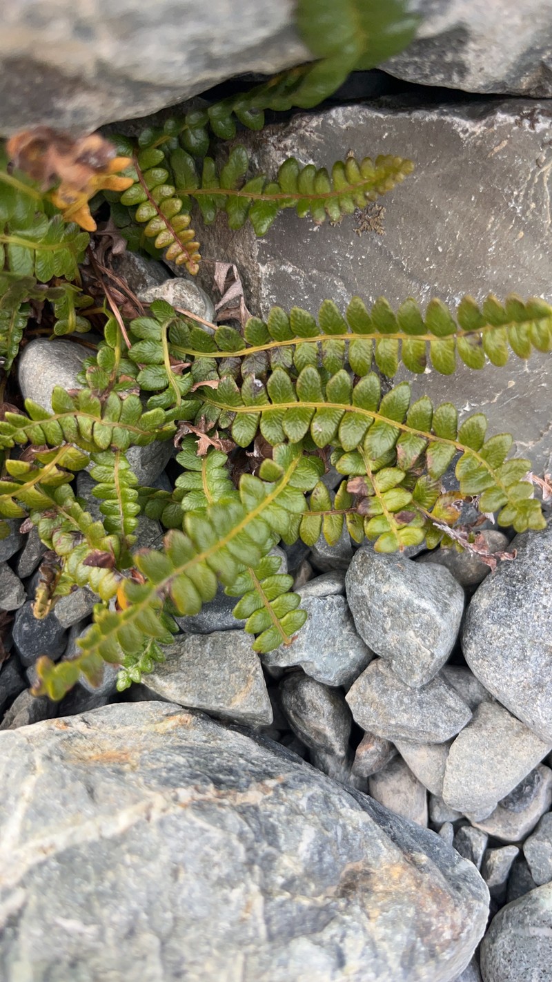 Blechnum penna-marina subsp. alpinum photo 4