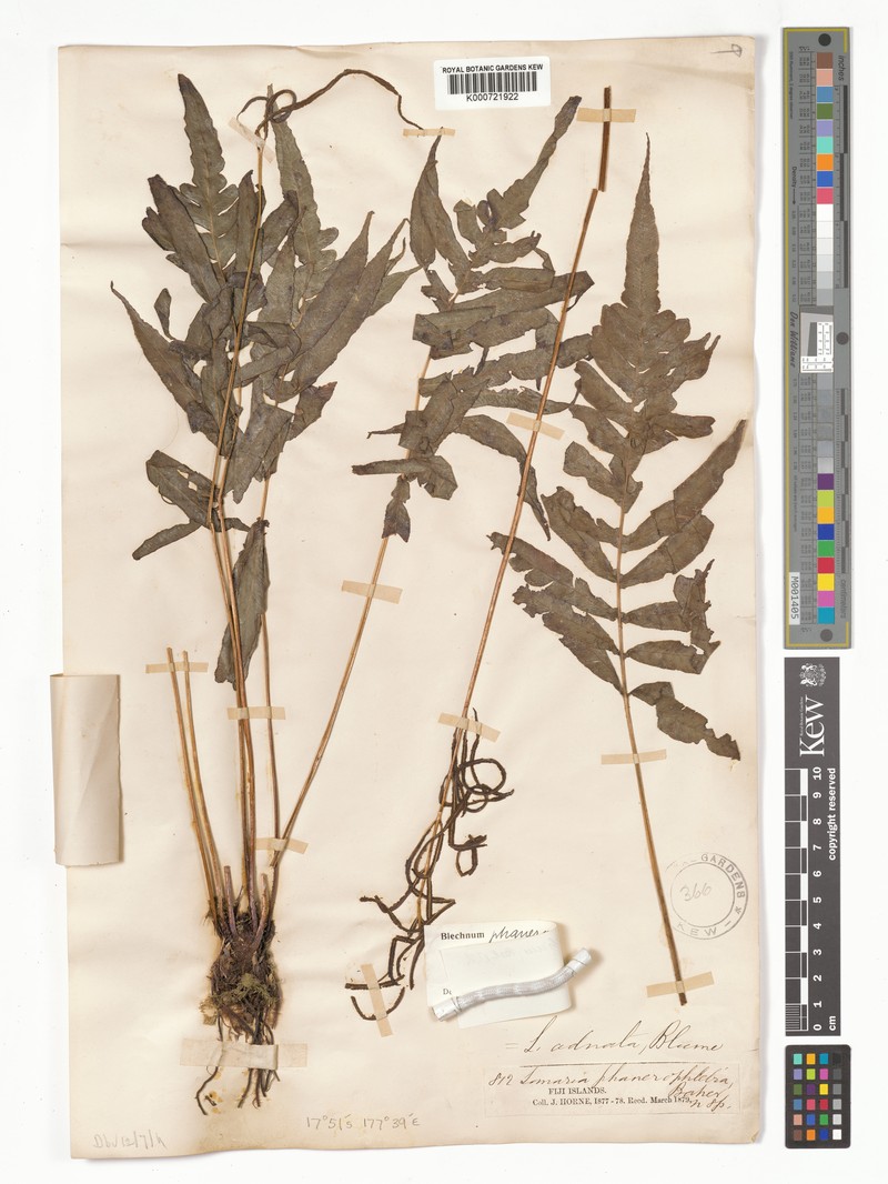 Blechnum phanerophlebium