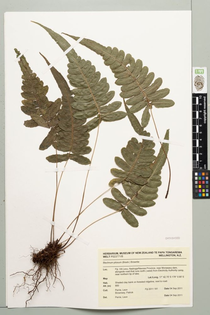 Blechnum pilosum