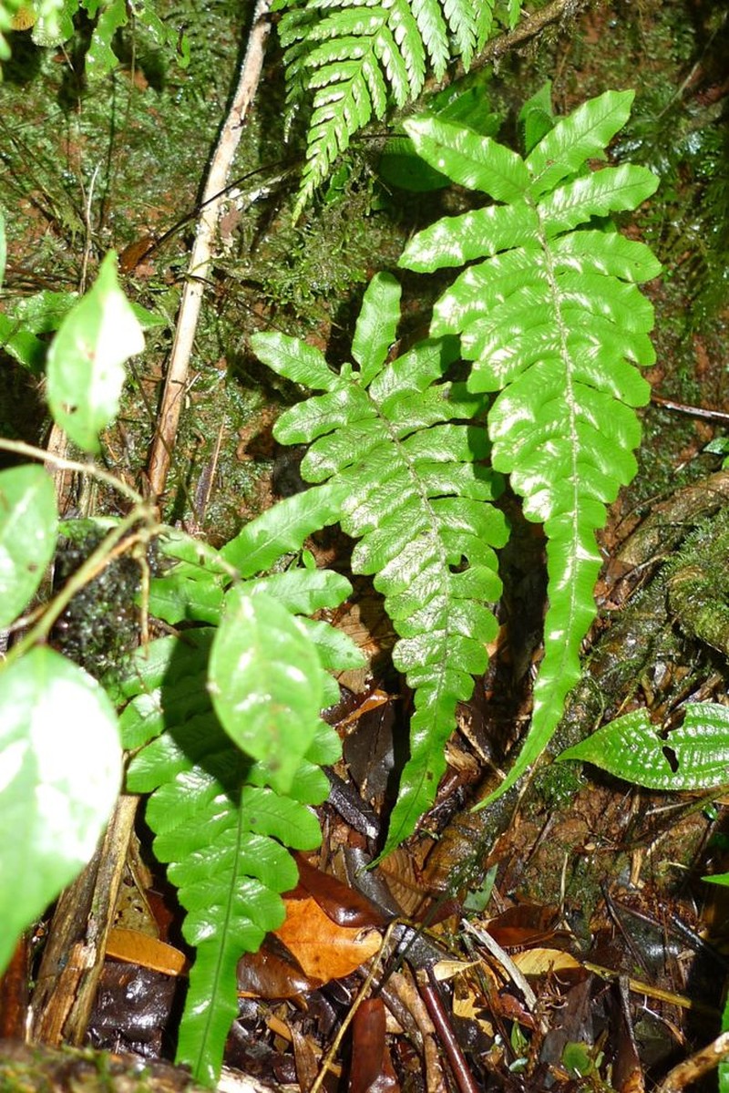 Blechnum pilosum photo 2