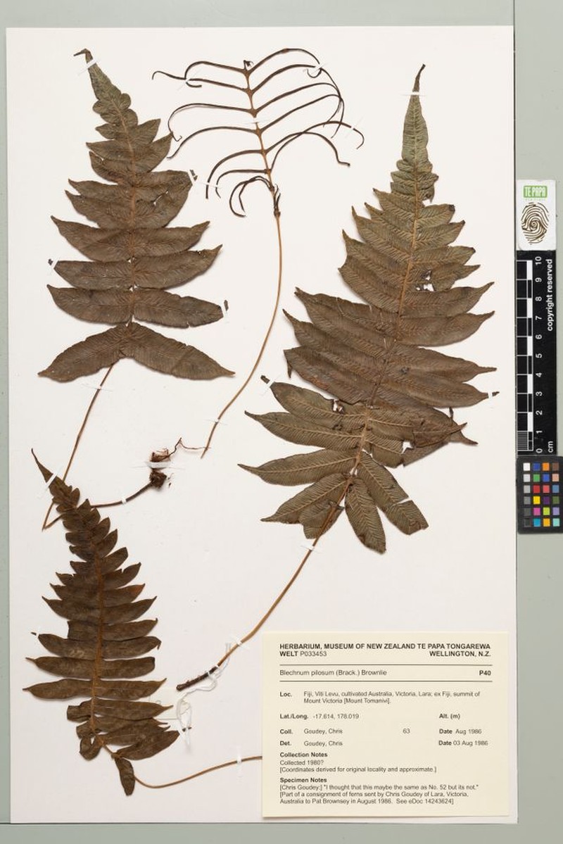 Blechnum pilosum photo 3