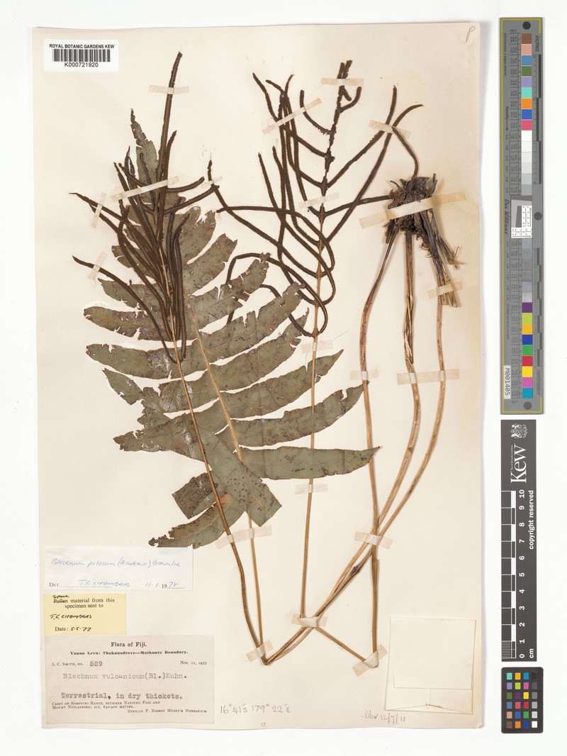 Blechnum pilosum photo 4