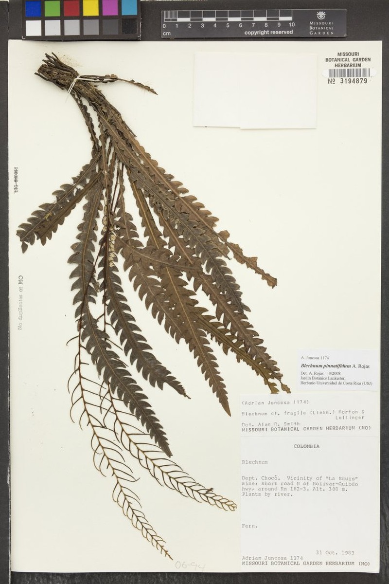 Blechnum pinnatifidum