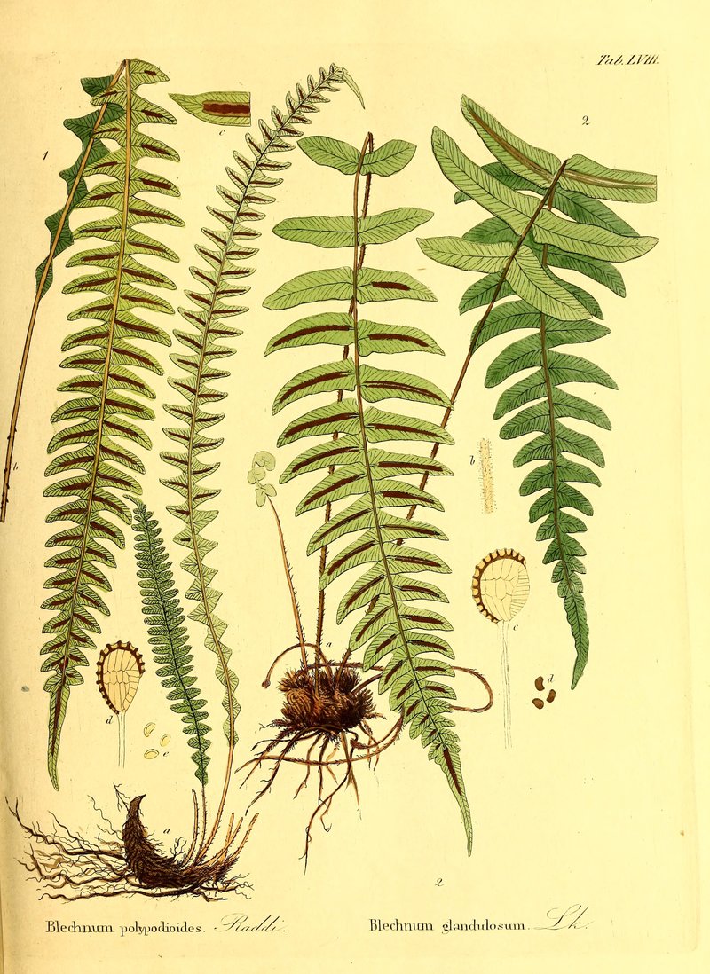 Narrowleaf Midsorus Fern