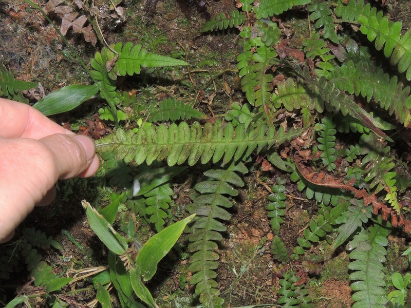 Narrowleaf Midsorus Fern