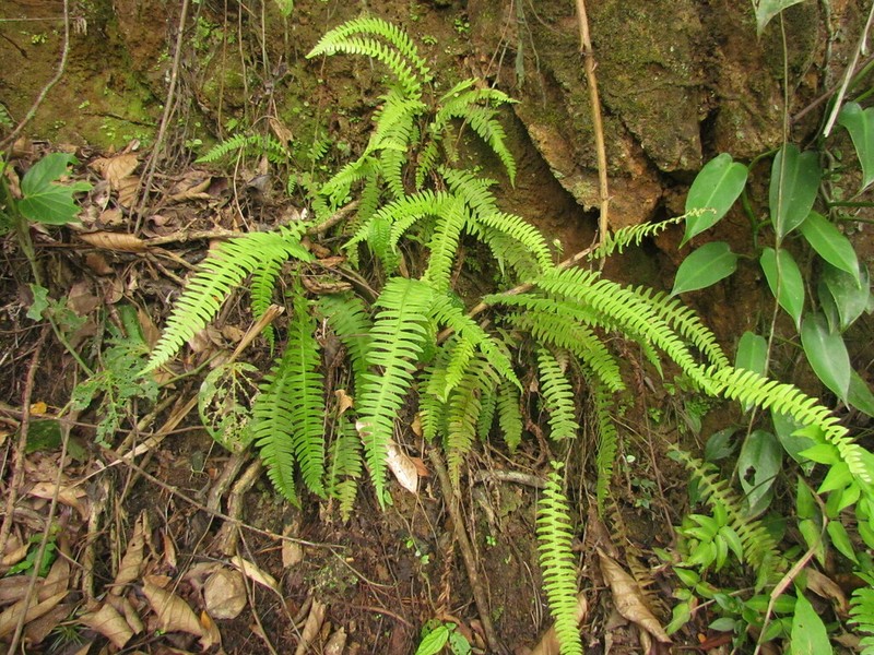 Narrowleaf Midsorus Fern photo 2