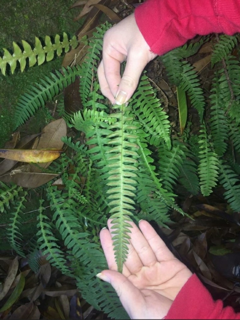 Narrowleaf Midsorus Fern photo 3