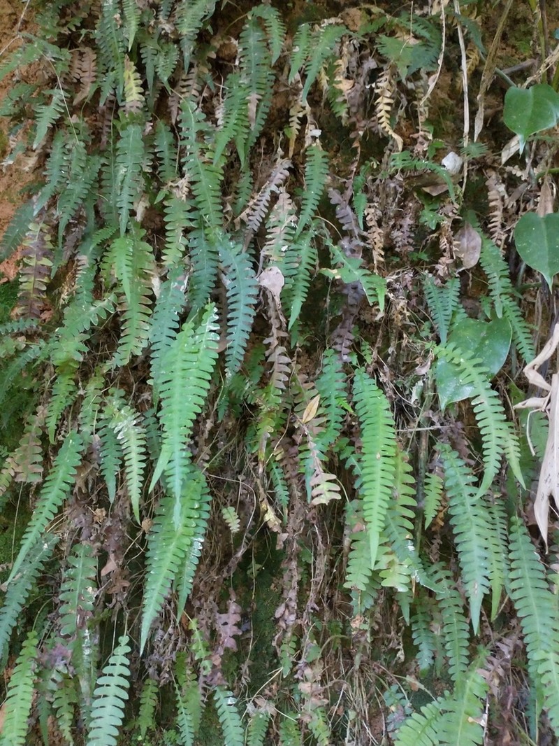 Narrowleaf Midsorus Fern photo 4