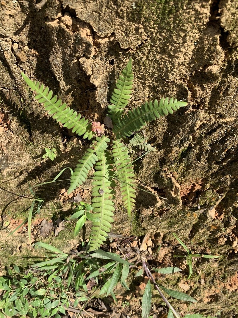Narrowleaf Midsorus Fern photo 5