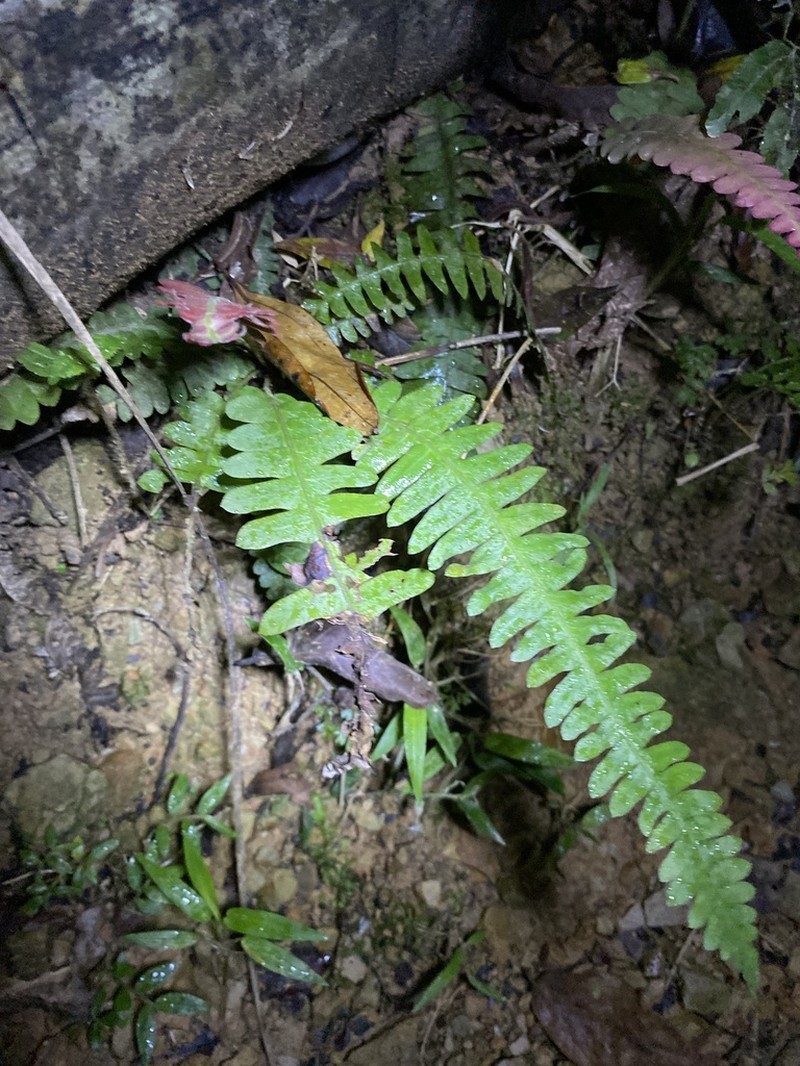 Narrowleaf Midsorus Fern photo 6