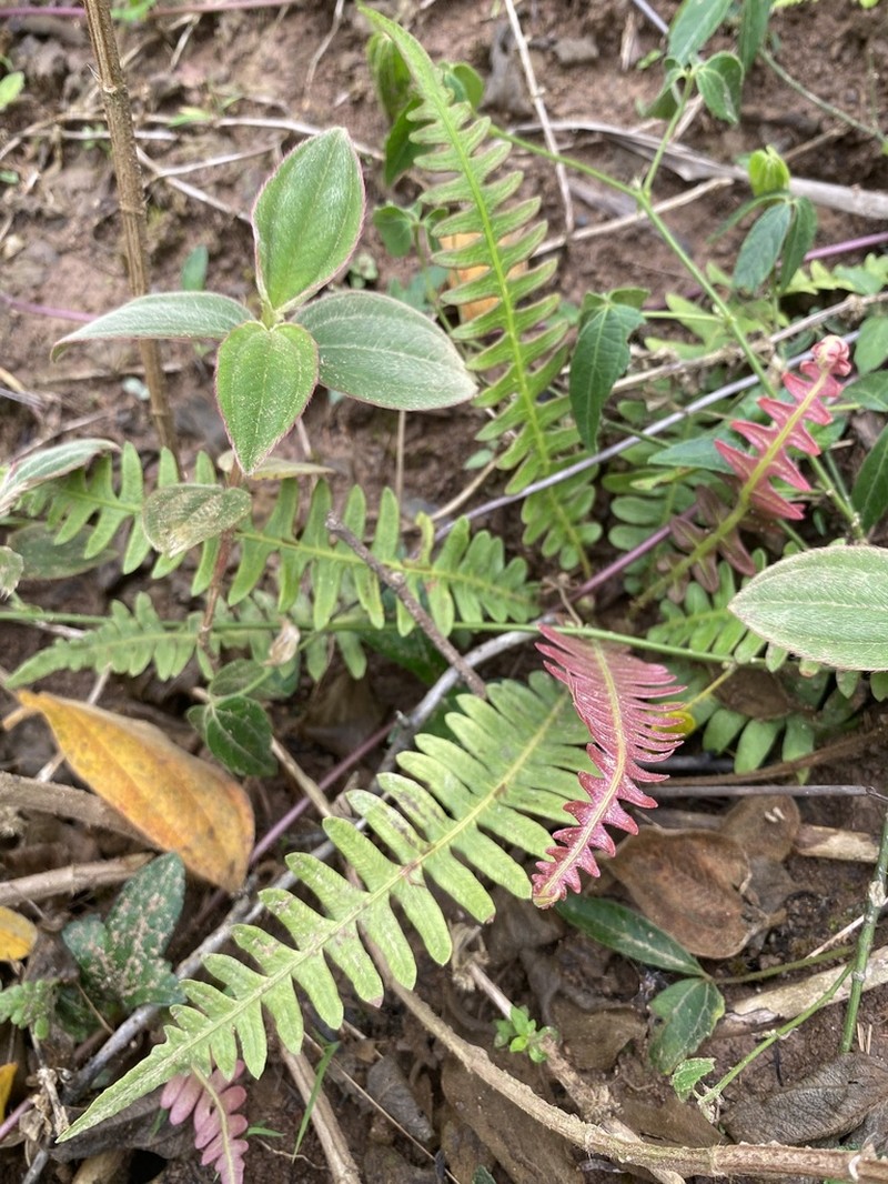 Narrowleaf Midsorus Fern photo 7