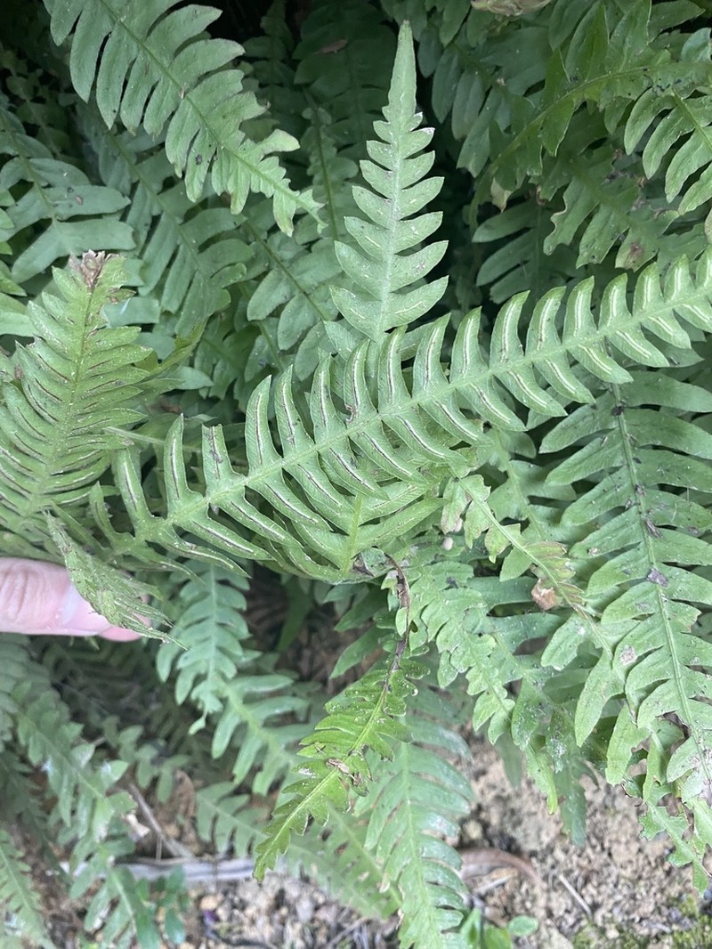 Narrowleaf Midsorus Fern photo 8