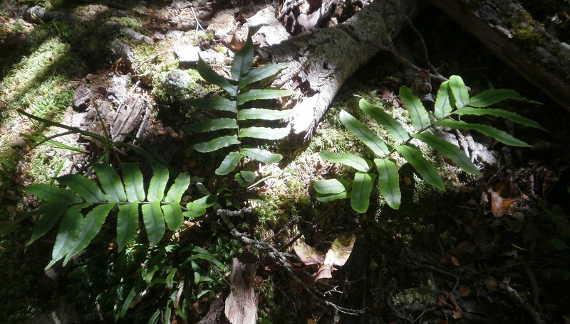 Blechnum procerum