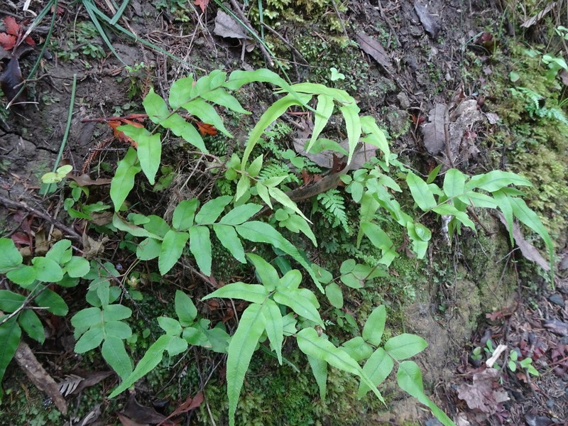 Blechnum procerum photo 2