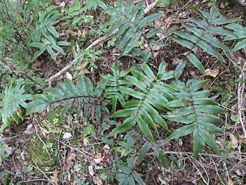 Blechnum procerum photo 3