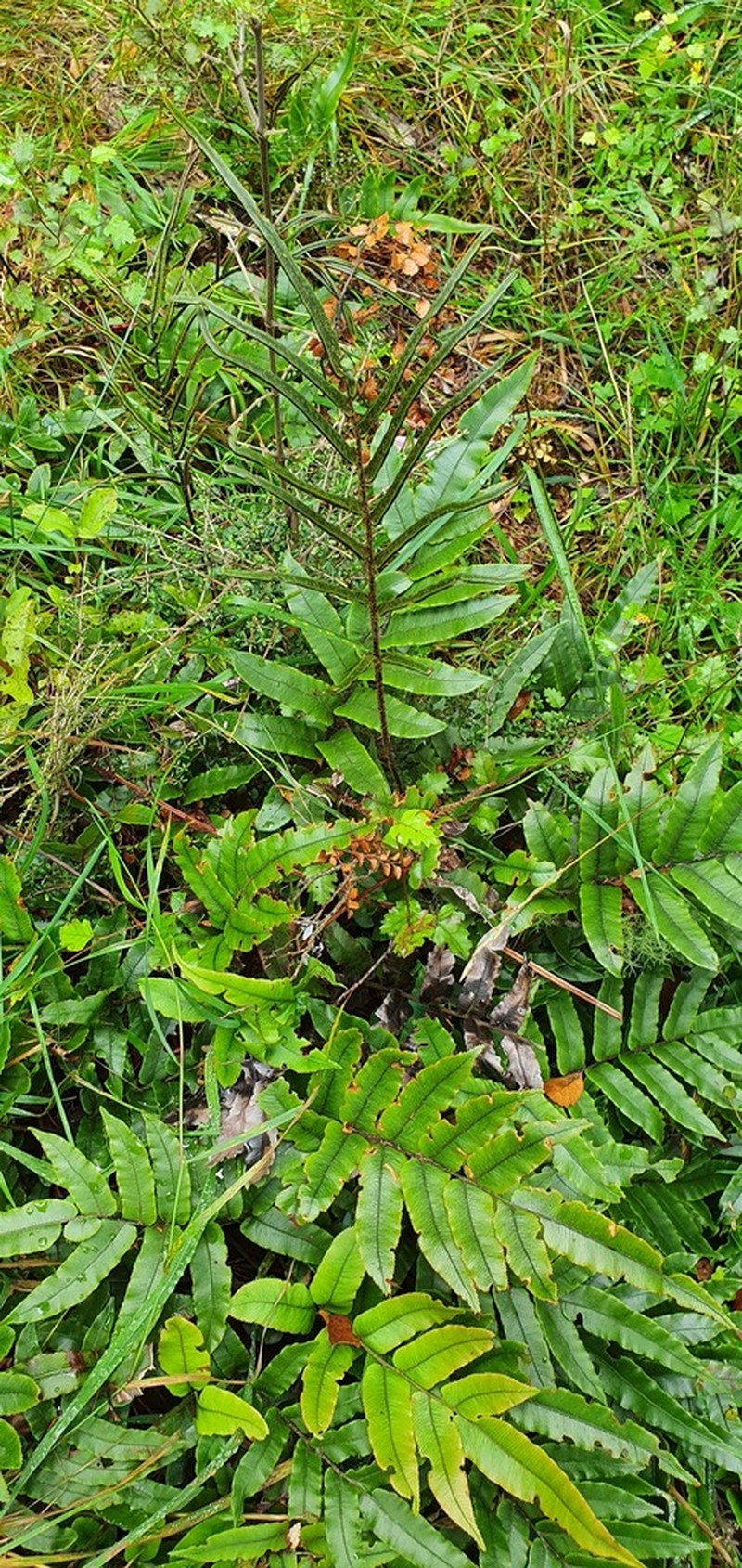 Blechnum procerum photo 4