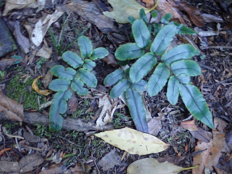 Blechnum procerum photo 5