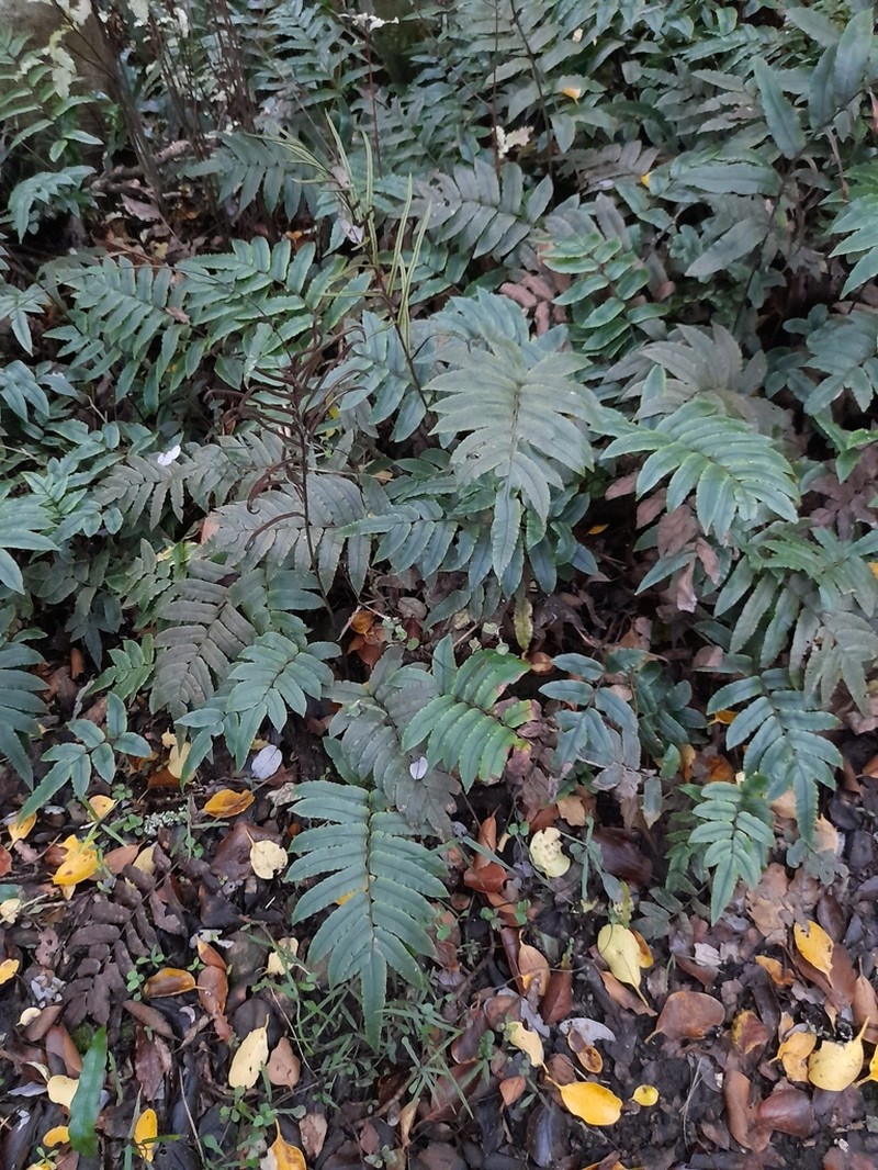 Blechnum procerum photo 6