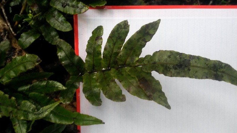 Blechnum procerum photo 7