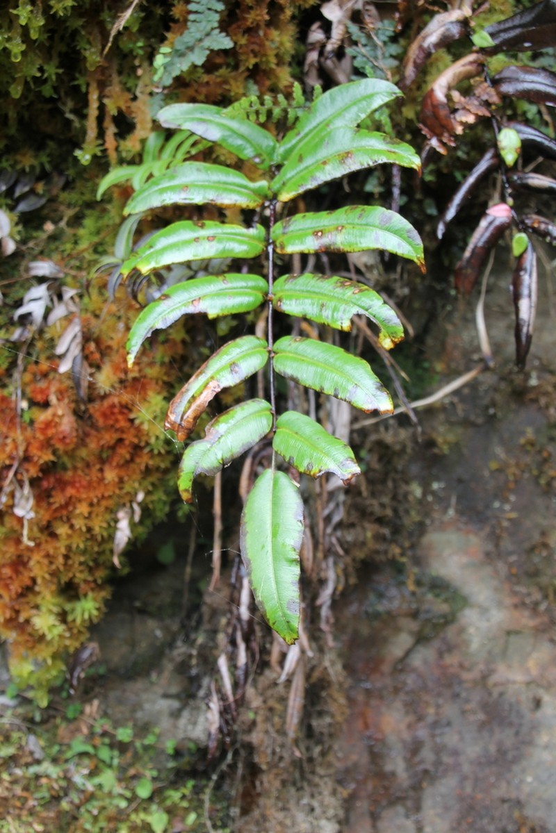 Blechnum proliferum