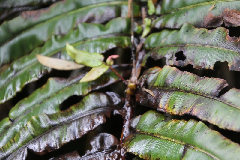Blechnum proliferum photo 2