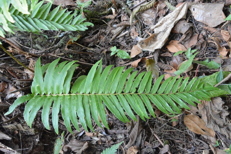 Blechnum proliferum photo 3