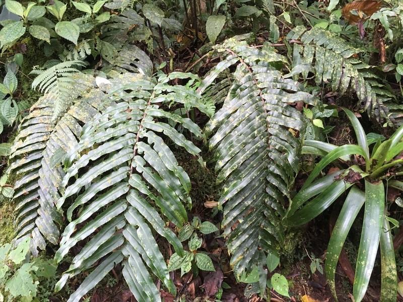 Blechnum proliferum photo 4