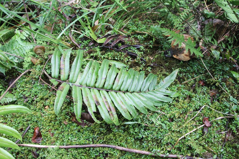 Blechnum proliferum photo 5