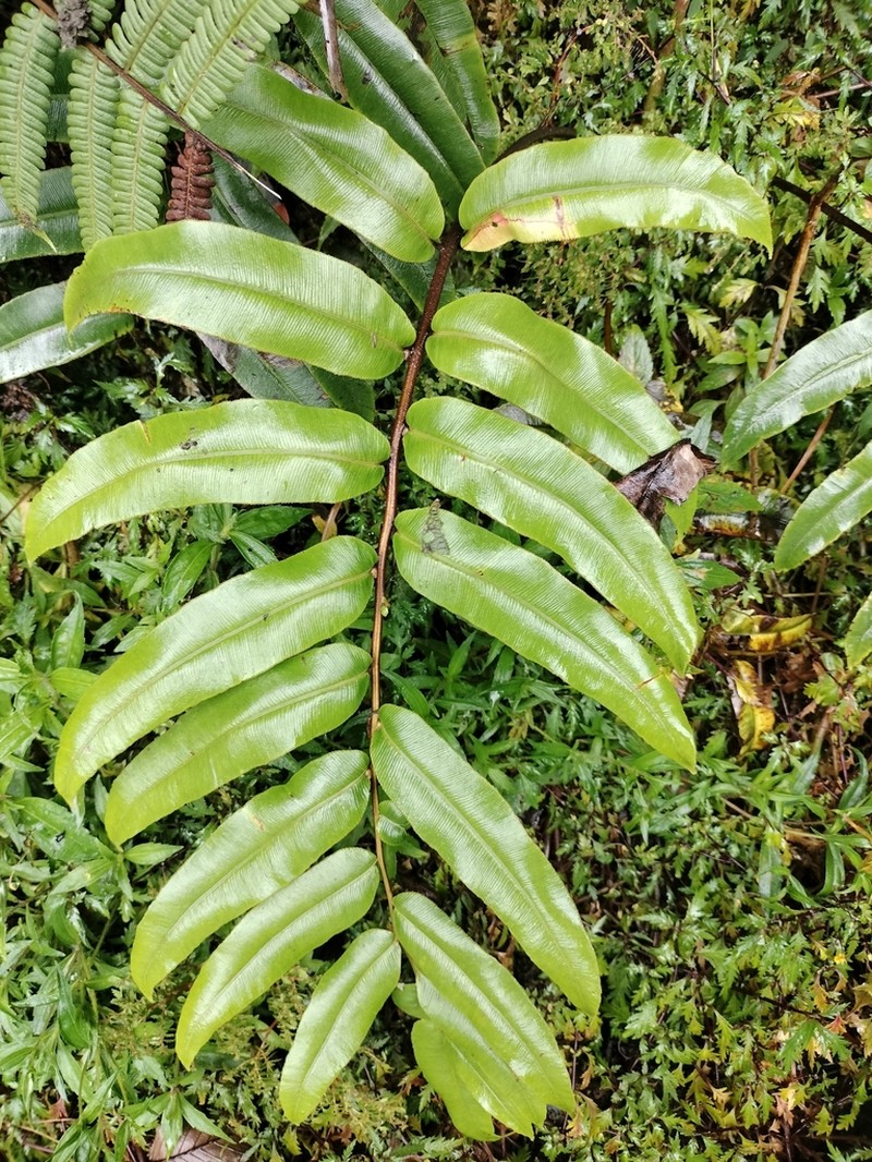 Blechnum proliferum photo 6