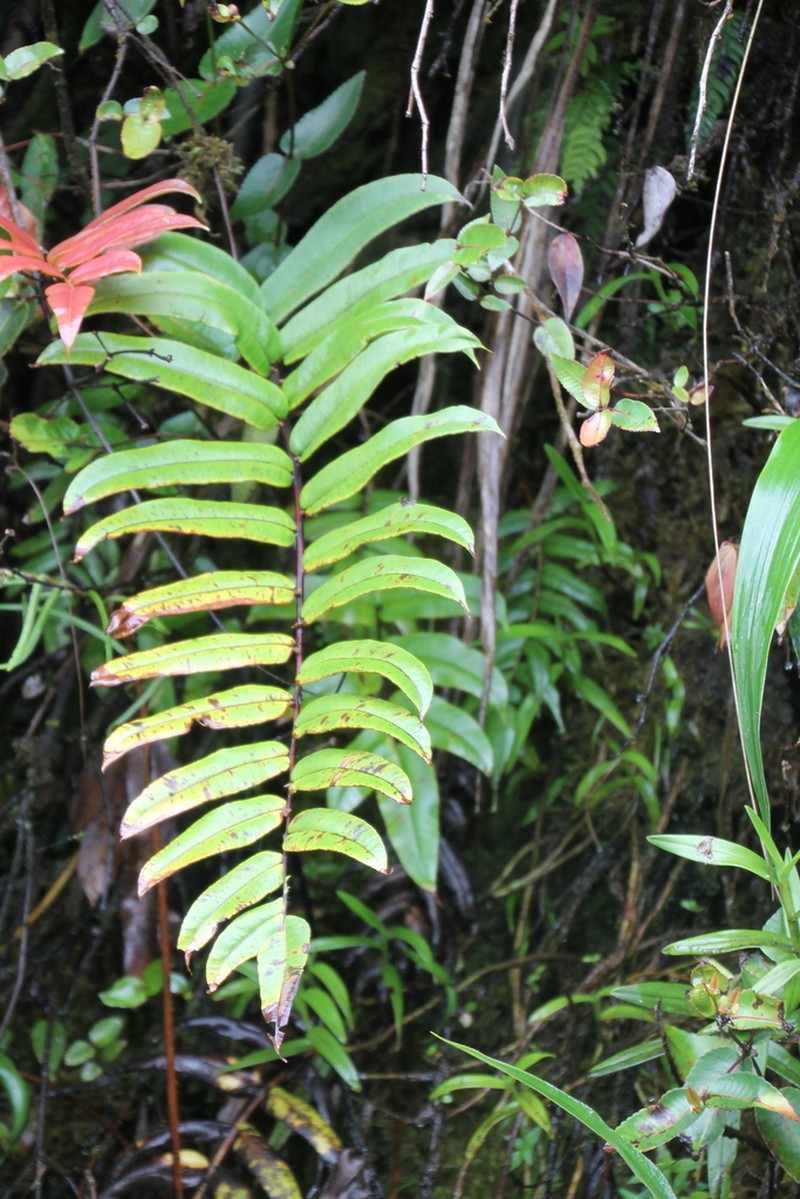Blechnum proliferum photo 7